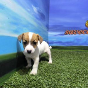 Jack Russell hembra