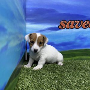 Jack Russell macho