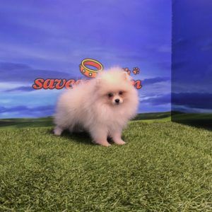 Lulú de Pomerania Hembra