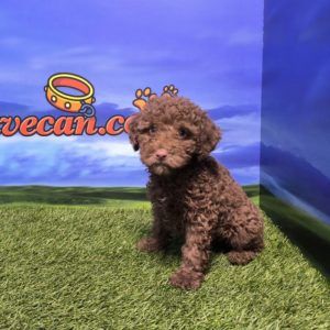 Perro de Aguas macho