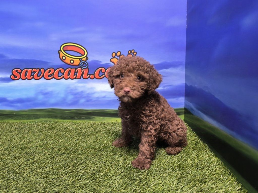 Perro de Aguas macho