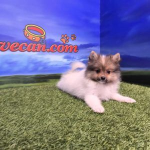 Lulú de Pomerania hembra