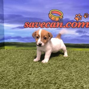 Jack Russell hembra