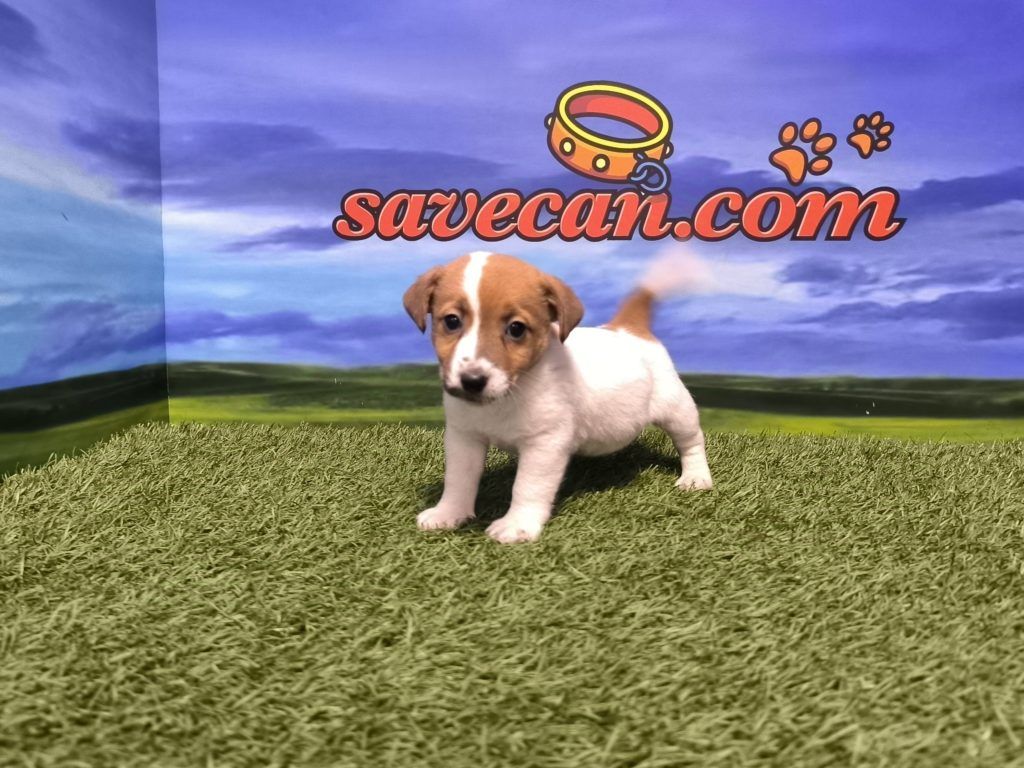 Jack Russell hembra