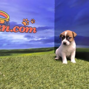 Jack Russell hembra