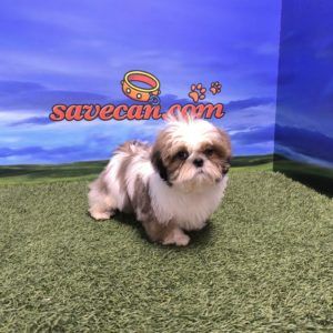 Shih Tzu macho
