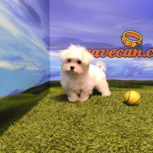 Bichón Maltés macho