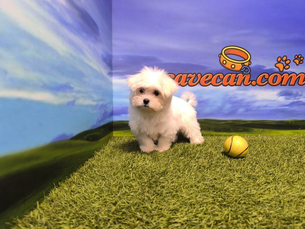 Bichón Maltés macho