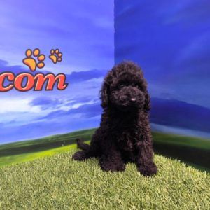 Caniche macho