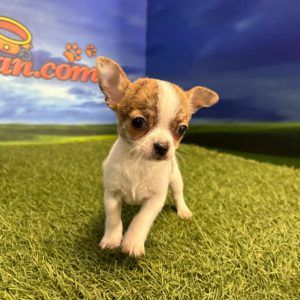 Chihuahua macho