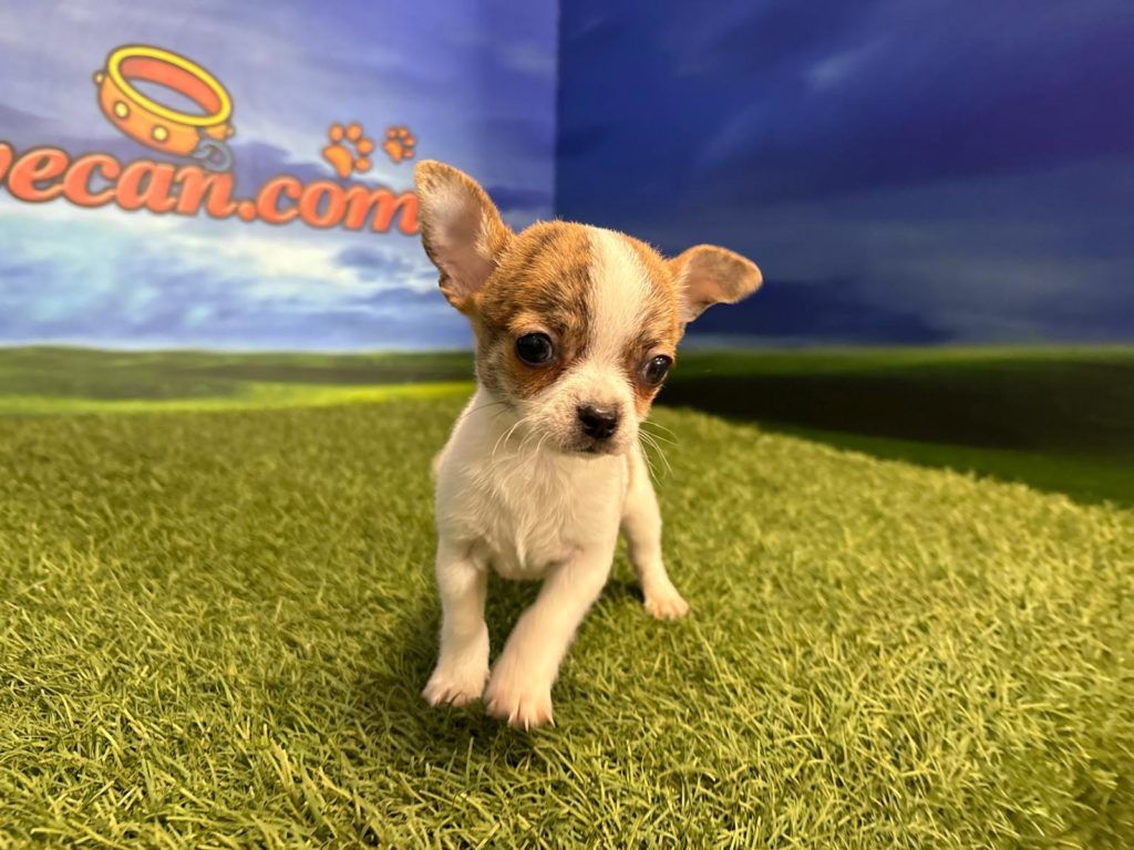 Chihuahua macho