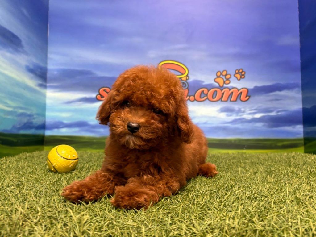 Caniche macho toy coreano
