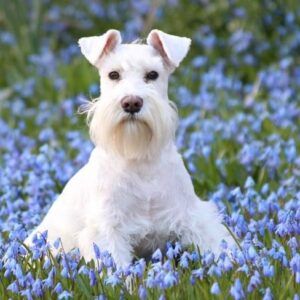 Schnauzer Miniatura
