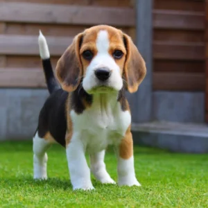 Beagle