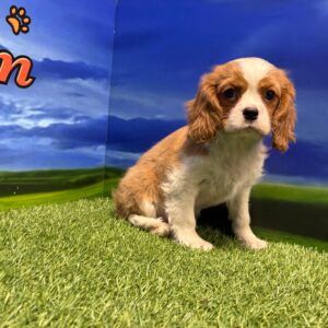 Cavalier hembra