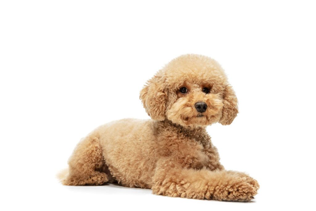 cachorro de Caniche enano