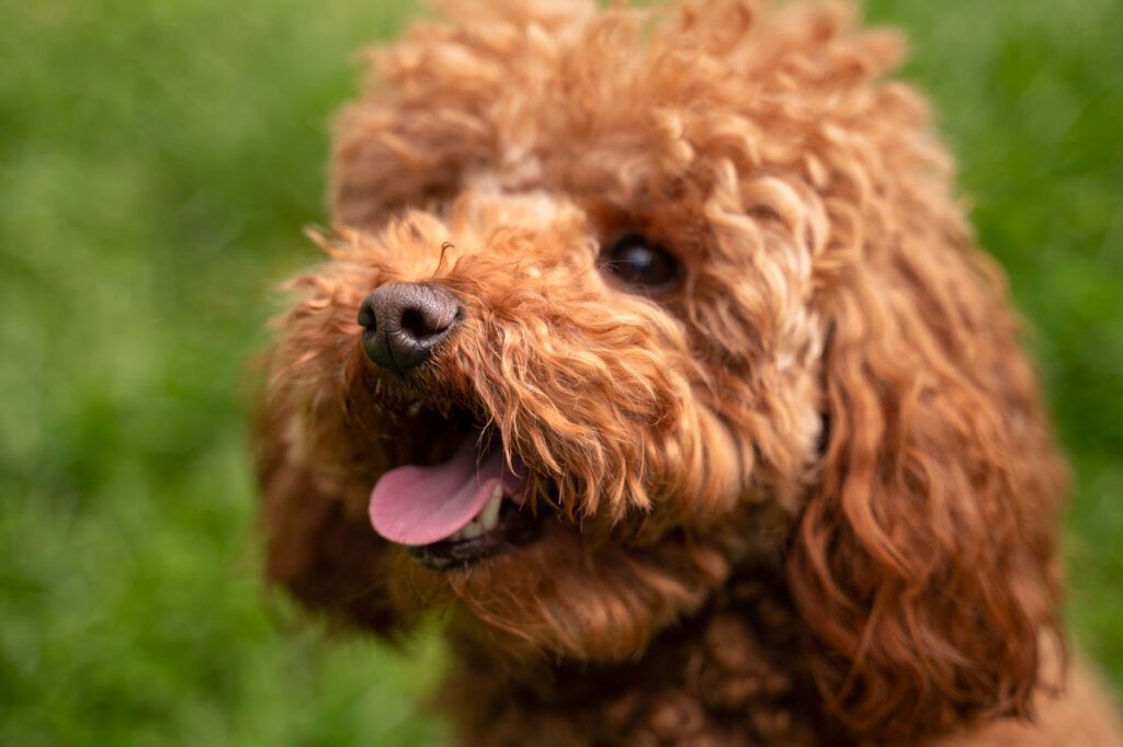 cachorro de Caniche toy rojo