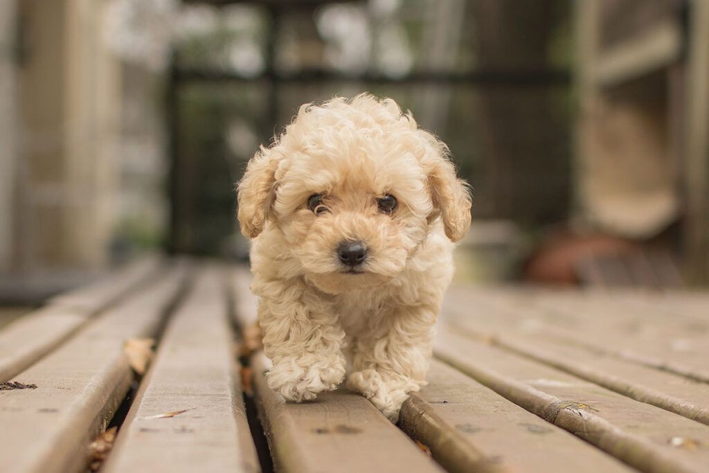 cachorro de Caniche