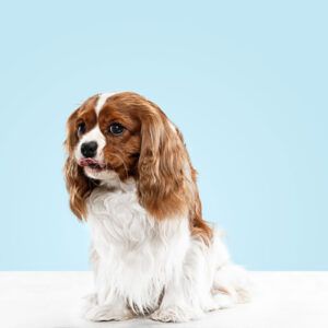Cavalier King Charles