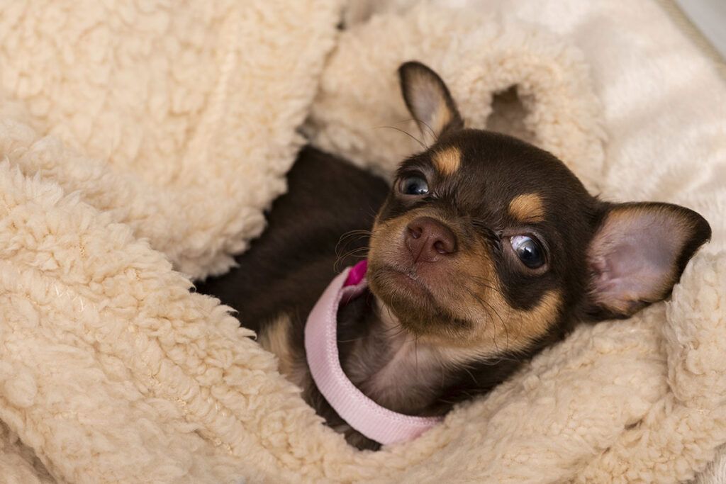 cachorro de Chihuahua toy
