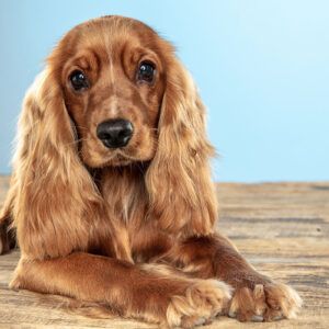 Cocker Inglés