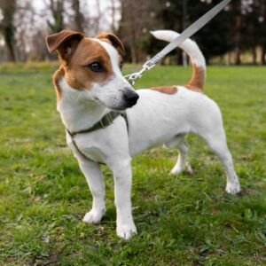 Jack Russell Terrier