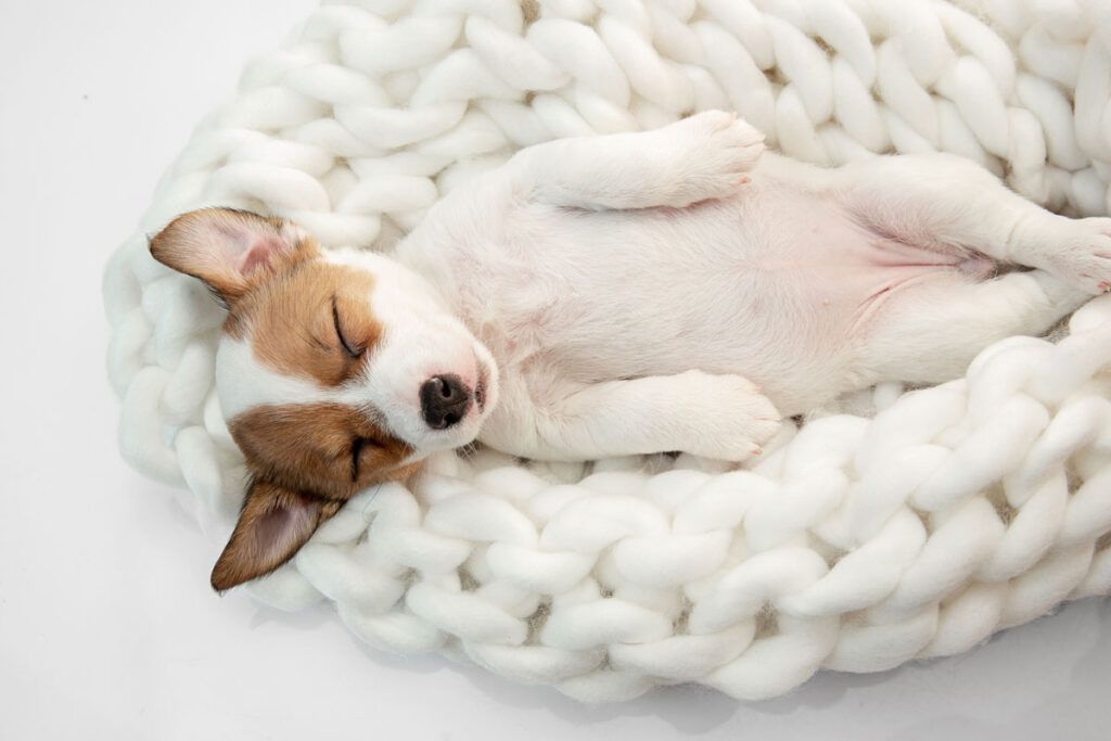 cachorro de Jack Russell