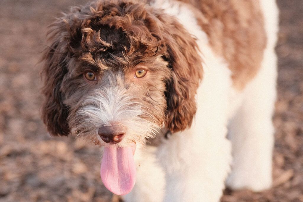 cachorro de Perro de aguas