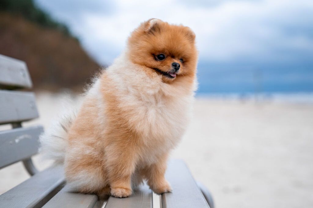 cachorro de Pomerania