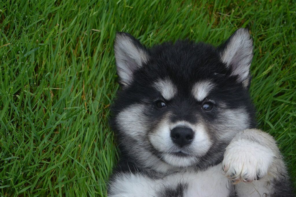 cachorro de Pomsky