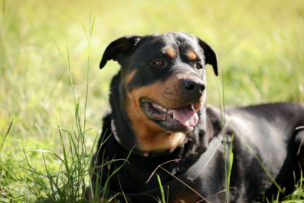 cachorro de Rottweiler