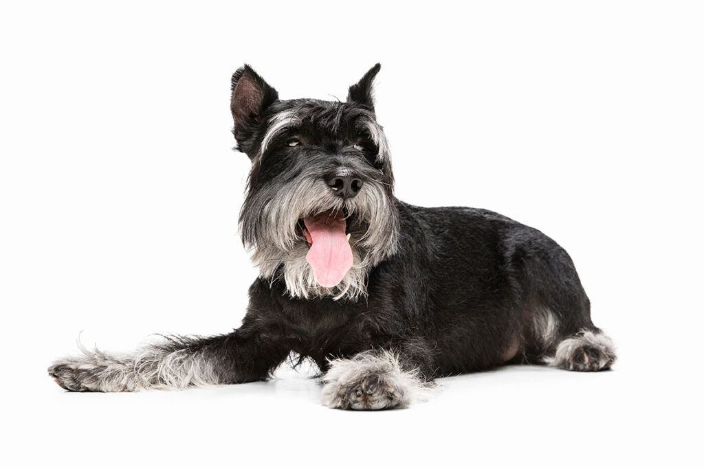 cachorro de Schnauzer Mini negro