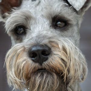 Schnauzer Miniatura