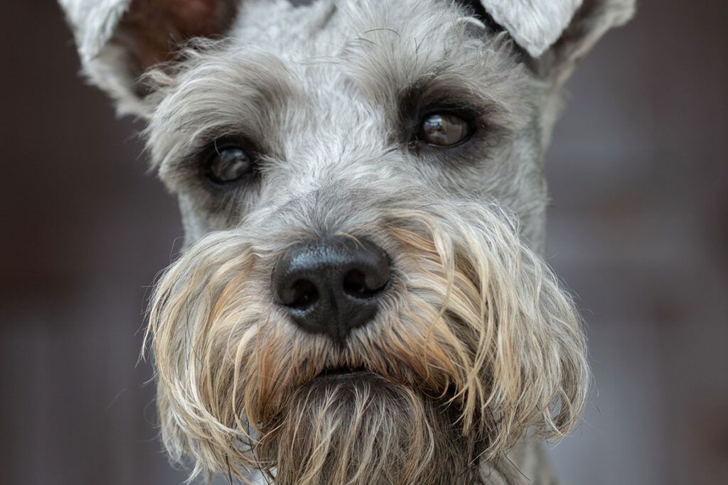 cachorro de Schnauzer Miniatura