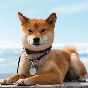 Shiba Inu