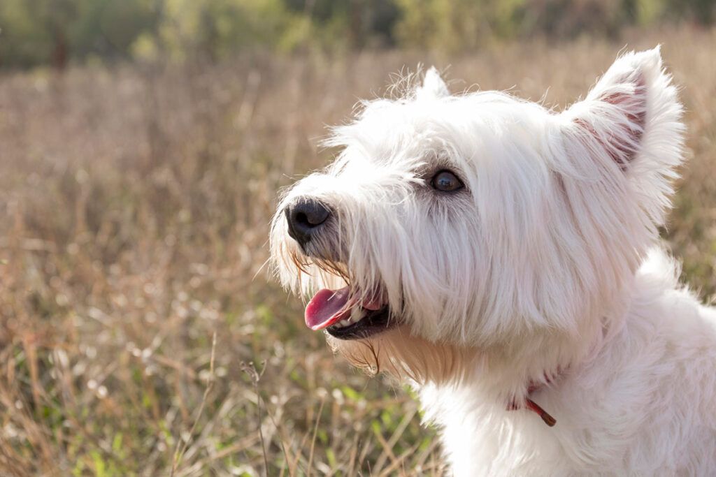 cachorro de West Highland