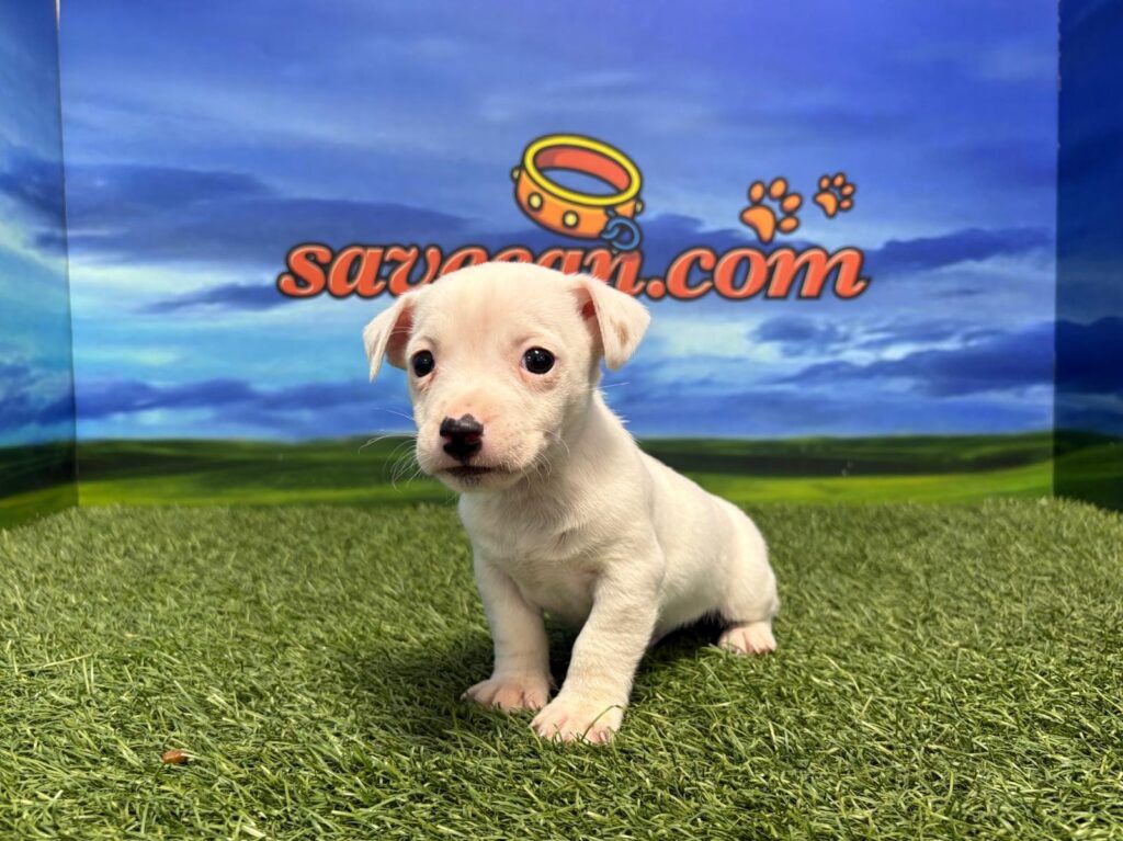 Jack Russell macho