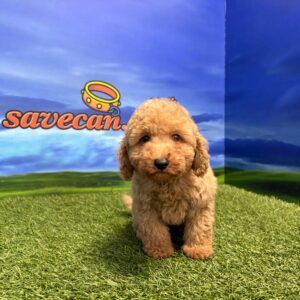 Caniche macho