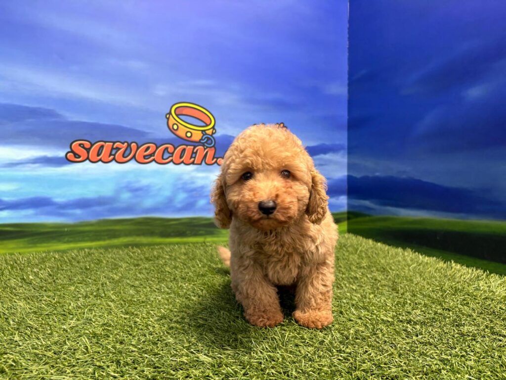 Caniche macho