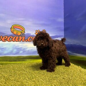 Caniche macho toy
