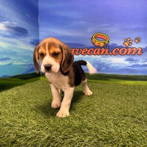 Beagle macho tricolor