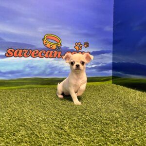 Chihuahua hembra