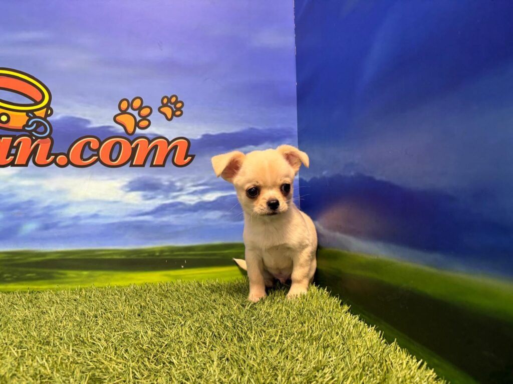 Chihuahua macho
