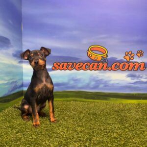 pinscher