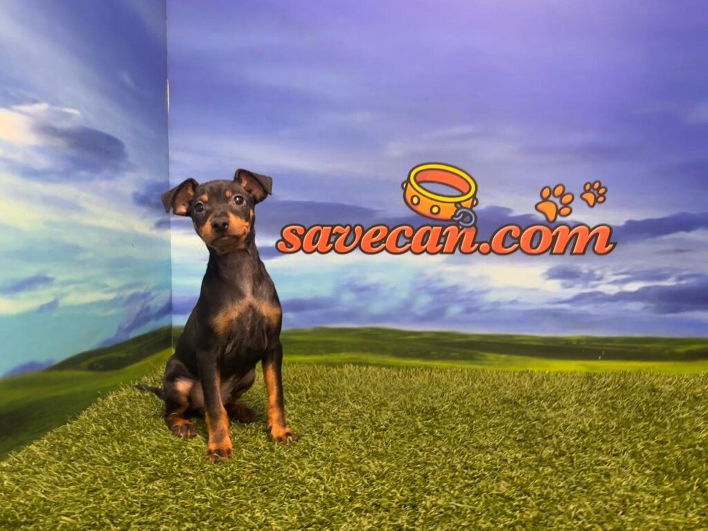 pinscher