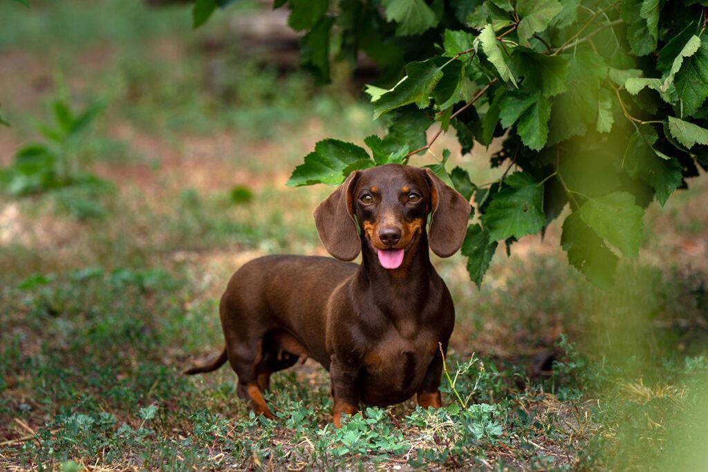 cachorro de Teckel enano