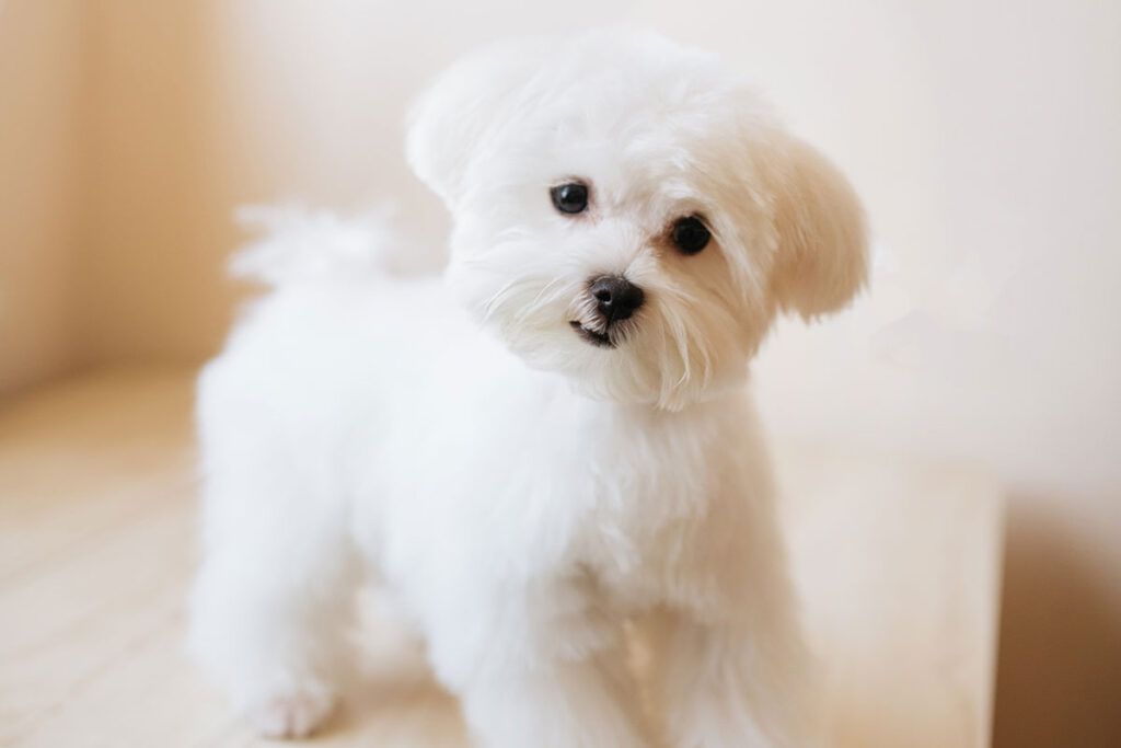 cachorro de maltes mini