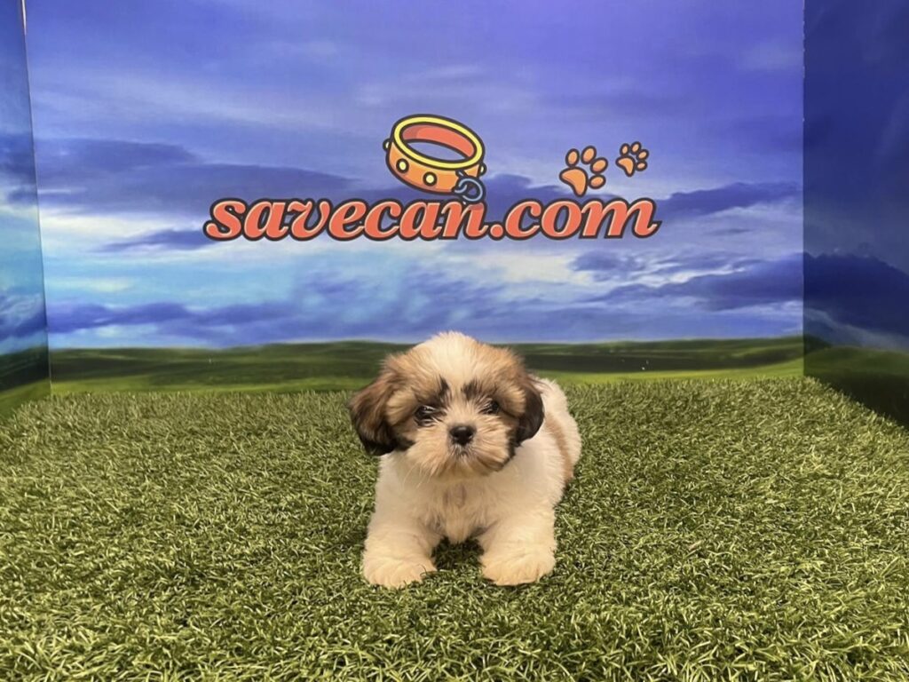 precio visual data 6