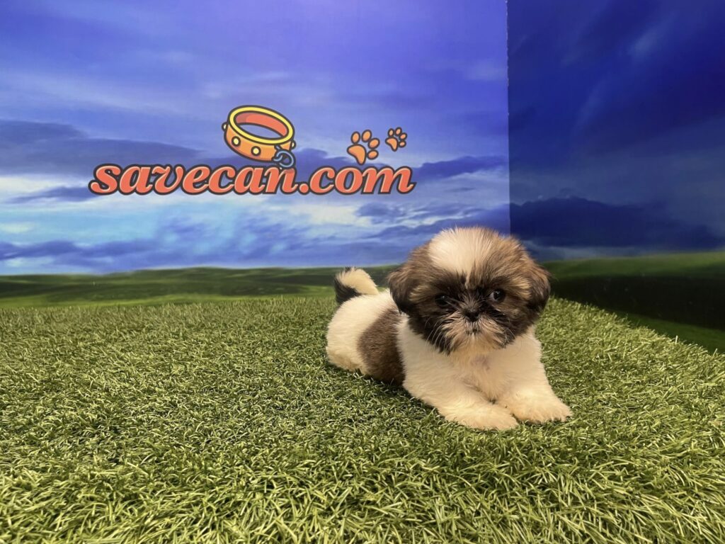 Shih Tzu hembra