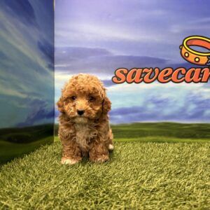 Maltipoo hembra